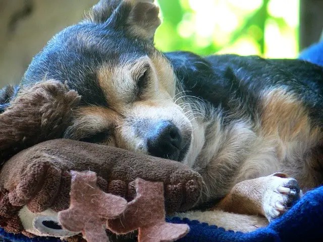 Почему моя собака трется мордой о свою кровать Почему моя собака трется мордой о свою кровать