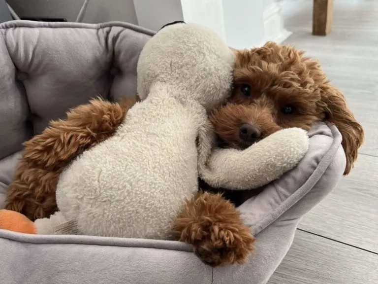 Hvorfor slikker hunde på sengen? Hvorfor slikker hunde på sengen?