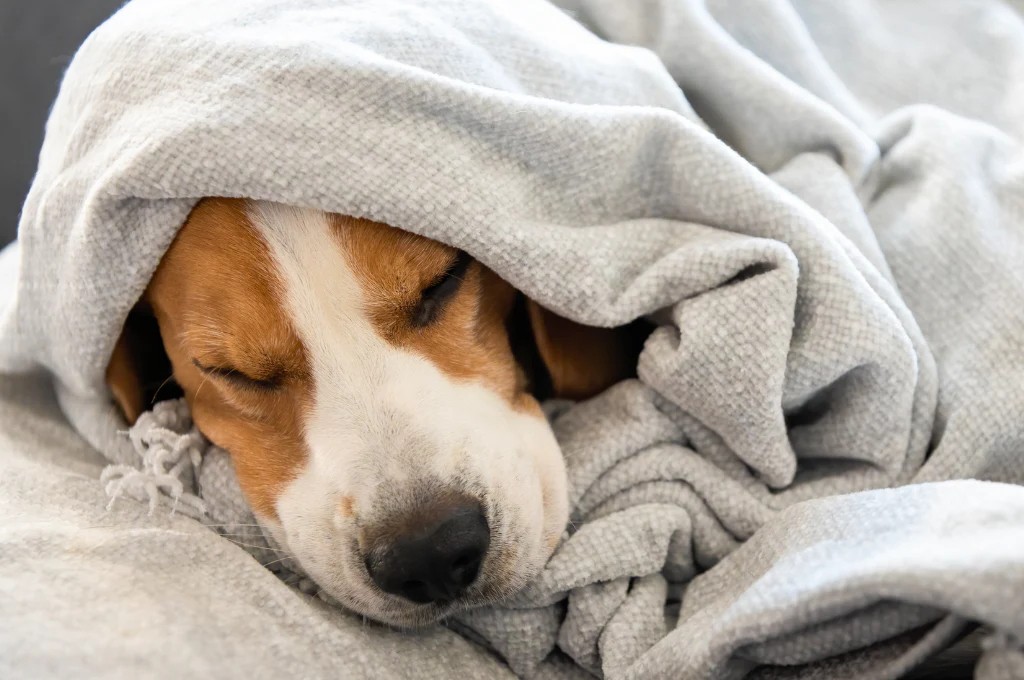 Waarom slaapt mijn hond graag op mijn kleren?