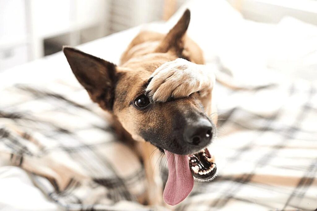 how to get dog hair off bed comforter how to get dog hair off bed comforter