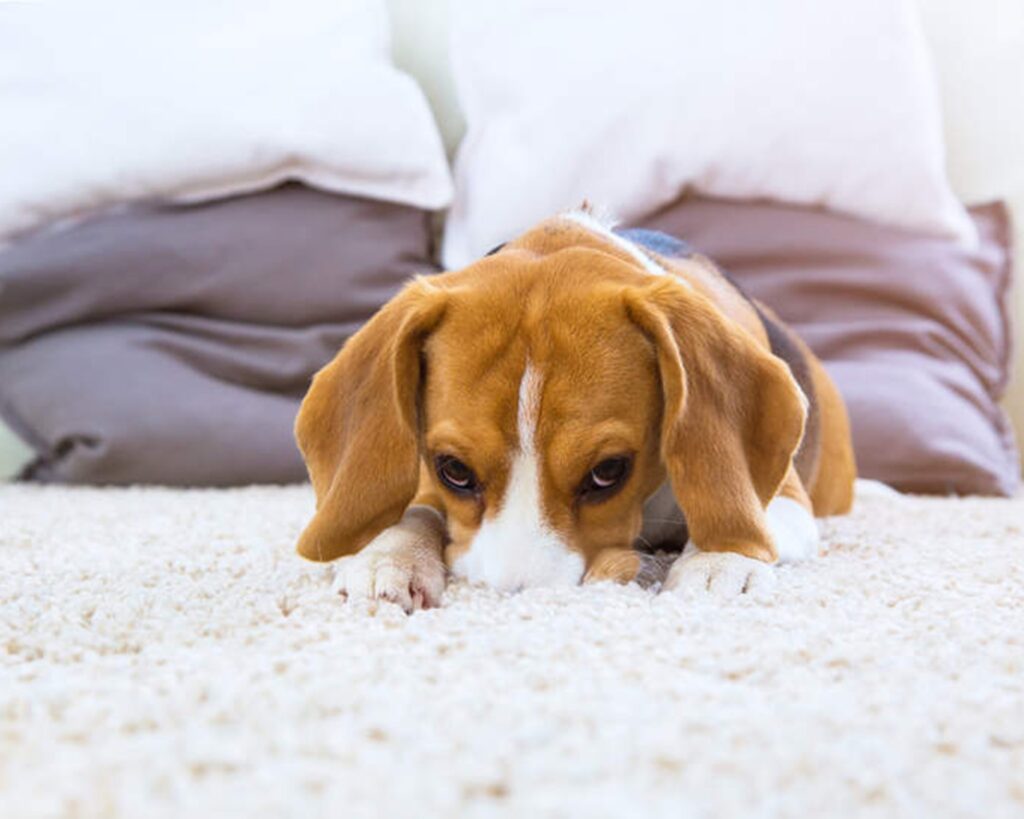 how to get dog hair off bedding how to get dog hair off bedding