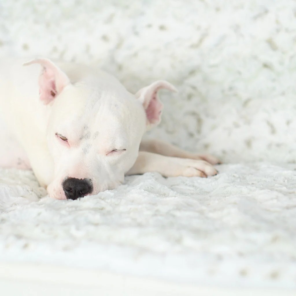 Почему собаки царапают свои кровати Почему собаки царапают свои кровати