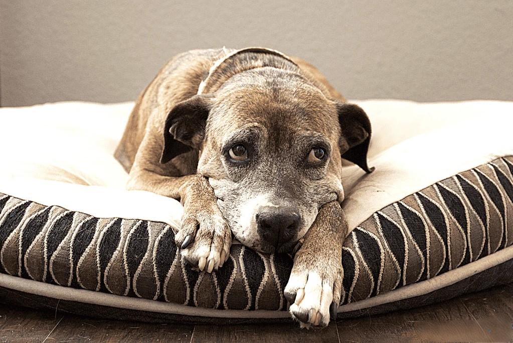 dog hair on bed dog hair on bed