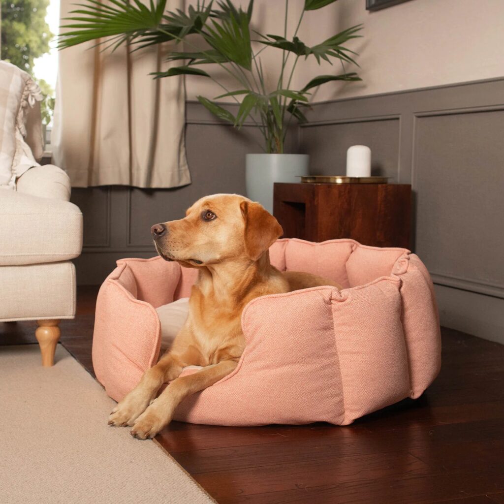 Почему собаки роются в постели