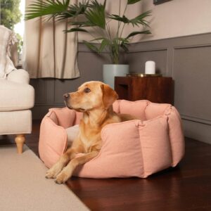 warum graben Hunde in ihren Betten