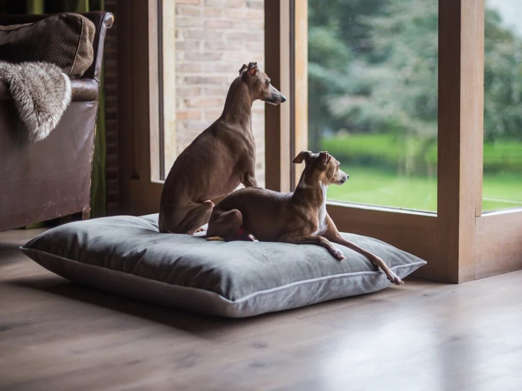 как постирать собачью подстилку как постирать собачью подстилку