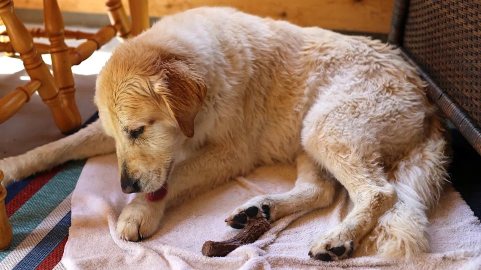 why do dogs lick the bed why do dogs lick the bed