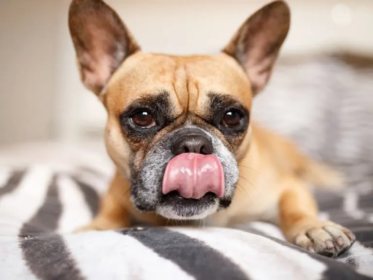 Hvorfor slikker min hund på mit sengetøj? Hvorfor slikker min hund på mit sengetøj?