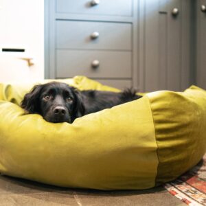 lit pour chien résistant aux mâchonnements