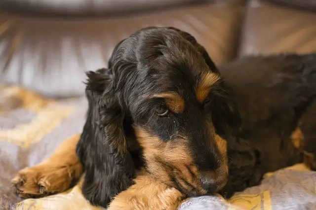 Почему моя собака трется мордой о кровать Почему моя собака трется мордой о кровать