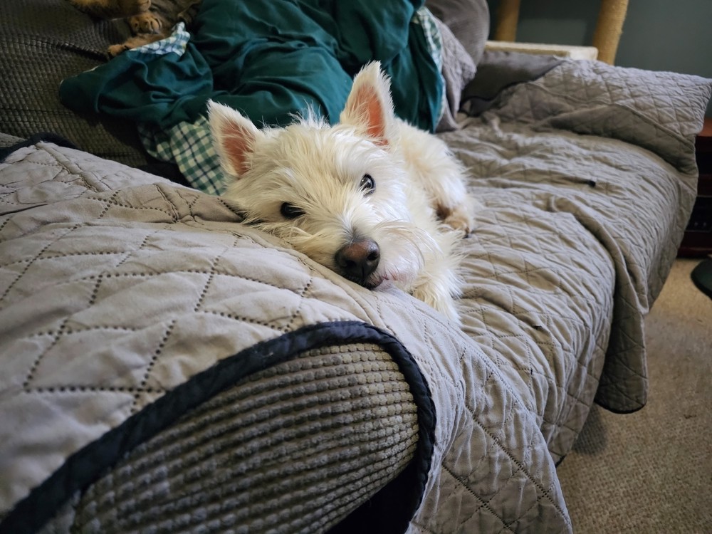 waarom slapen honden op mijn kleren