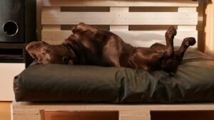 Wie man ein Hundebett macht