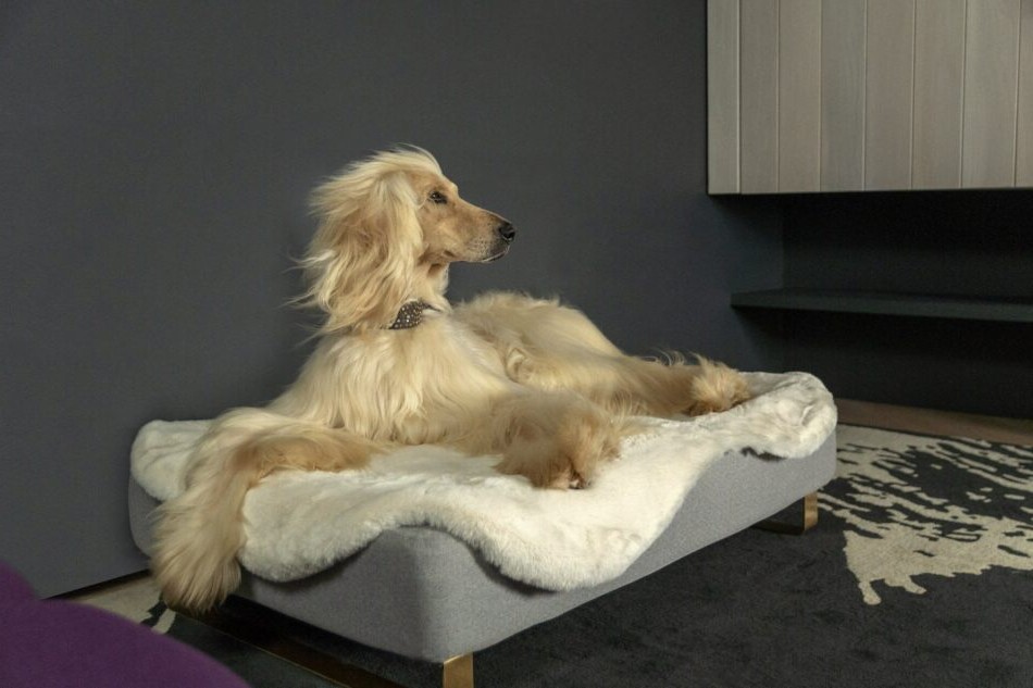 do dog need a dog bed do dog need a dog bed