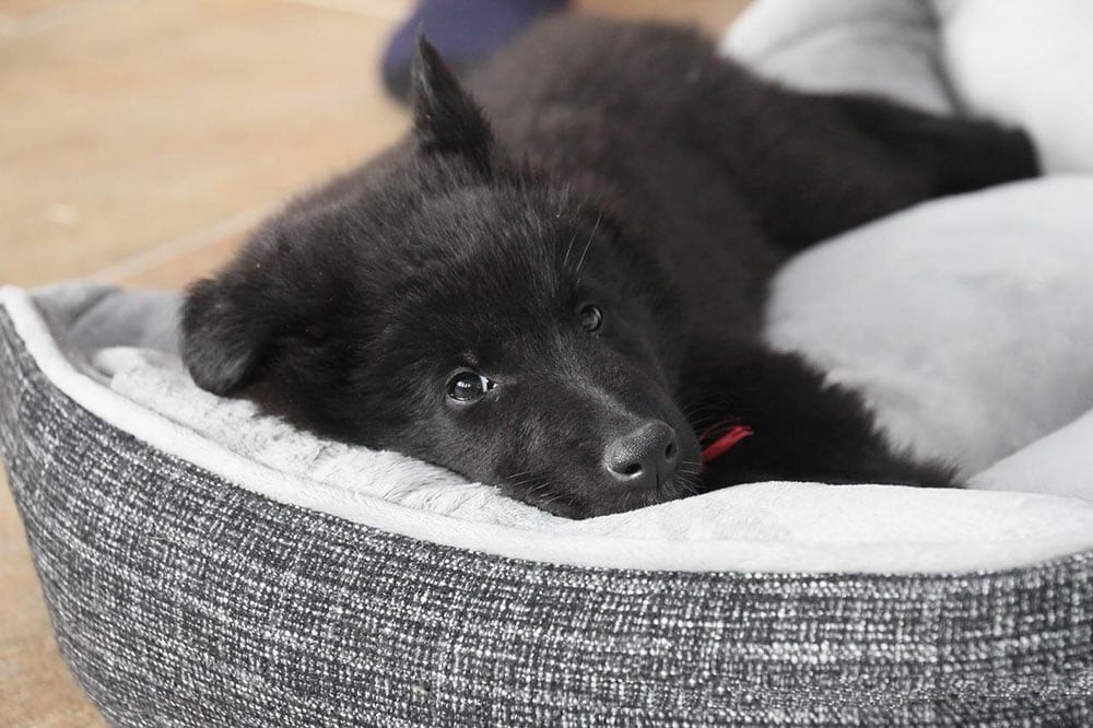 do dogs need a bed do dogs need a bed