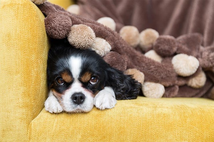why does my dog lick her bed why does my dog lick her bed