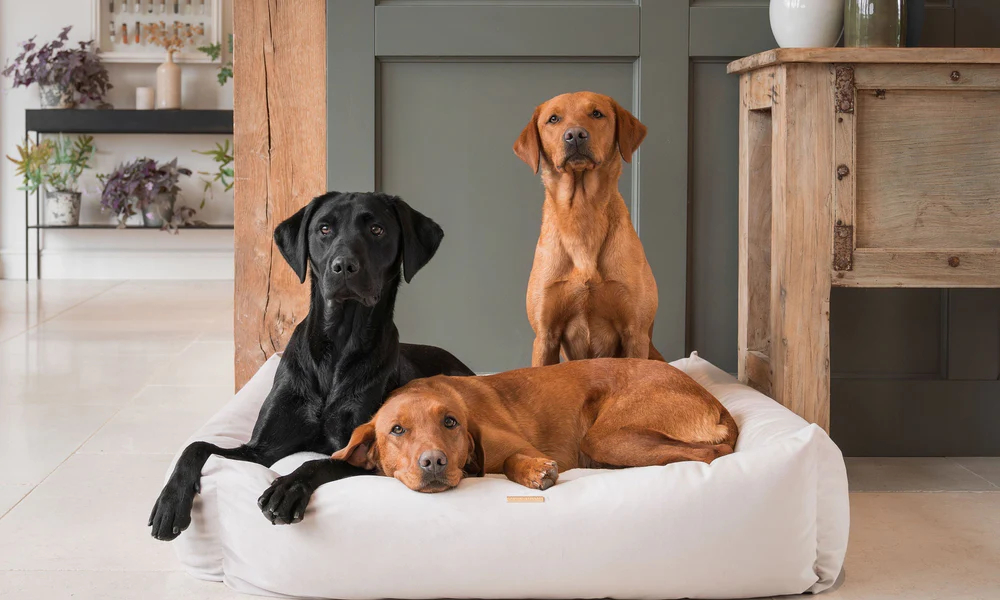 Sådan holder du din hund væk fra sengen - tips og de bedste sengeløsninger til kæledyr (2) Sådan holder du din hund væk fra sengen - tips og de bedste sengeløsninger til kæledyr (2)