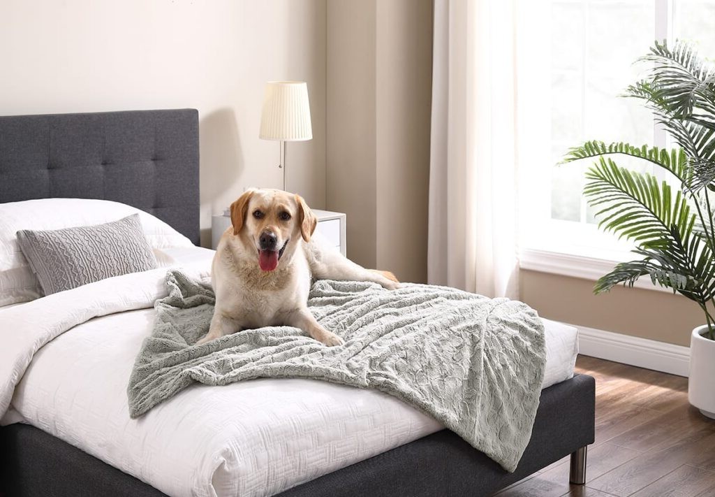 Sådan holder du din hund væk fra sengen - tips og de bedste sengeløsninger til kæledyr (2)(1) Sådan holder du din hund væk fra sengen - tips og de bedste sengeløsninger til kæledyr (2)(1)