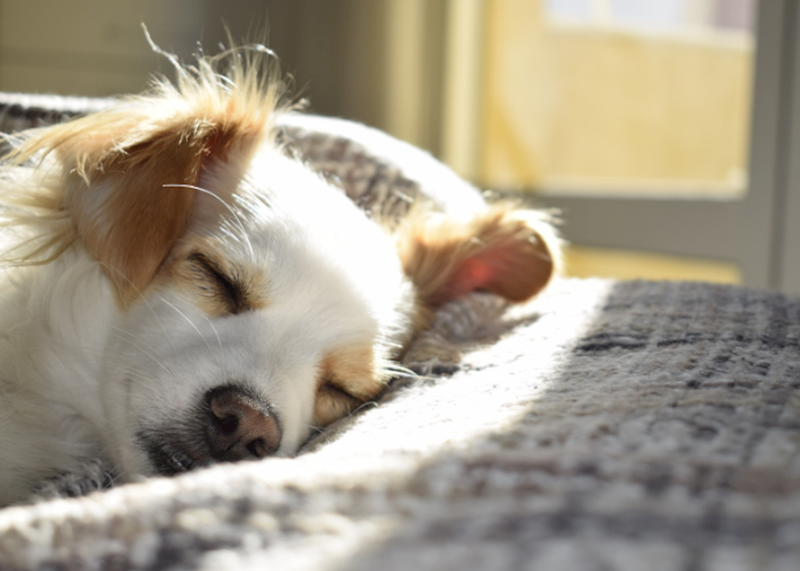 πώς να πλύνετε ένα κρεβάτι σκύλου (2) πώς να πλύνετε ένα κρεβάτι σκύλου (2)