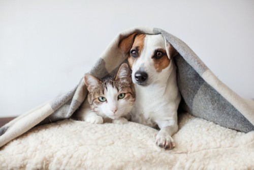 πώς να πλύνετε ένα κρεβάτι σκύλου (4) πώς να πλύνετε ένα κρεβάτι σκύλου (4)