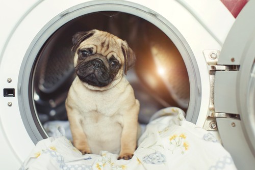 πώς να πλύνετε ένα κρεβάτι σκύλου (5) πώς να πλύνετε ένα κρεβάτι σκύλου (5)