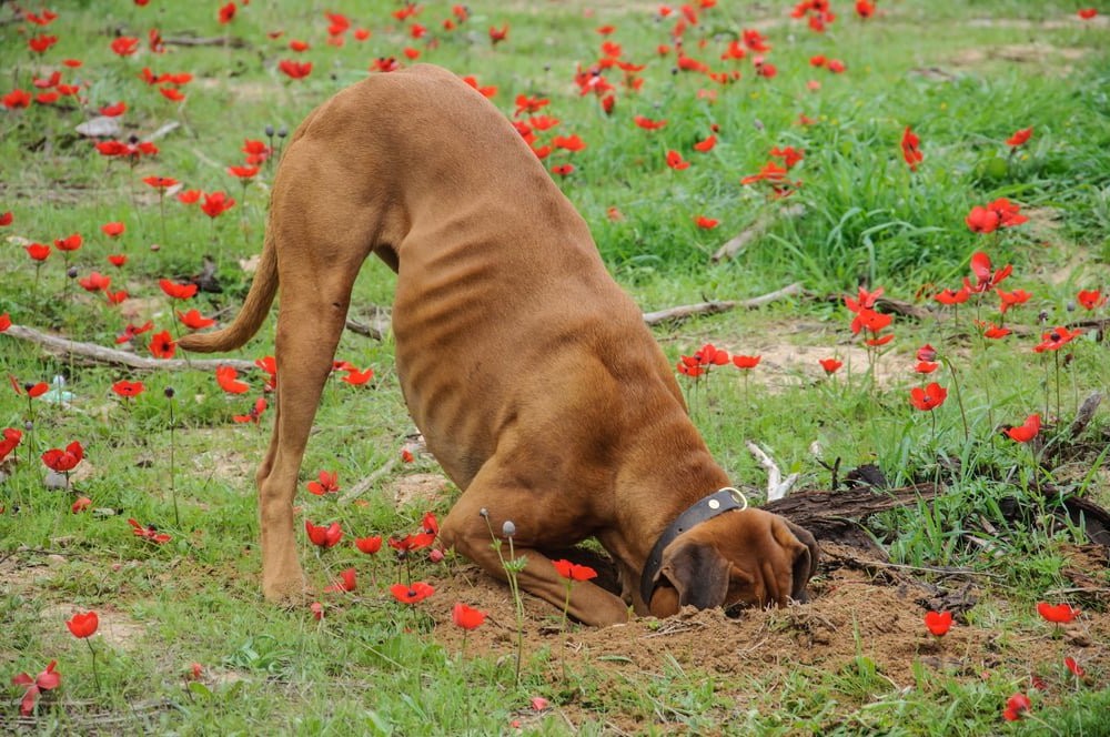 How Do You Keep Dogs Out of Flower Beds