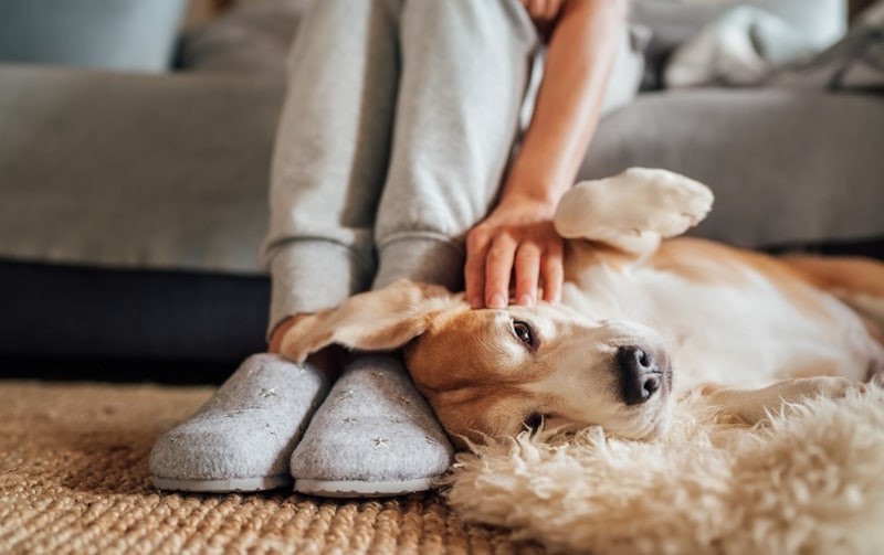 Почему моя собака трется об меня Почему моя собака трется об меня