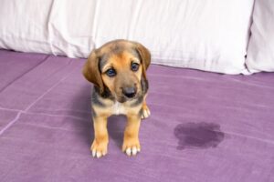 why did my dog pee on my bed (1)