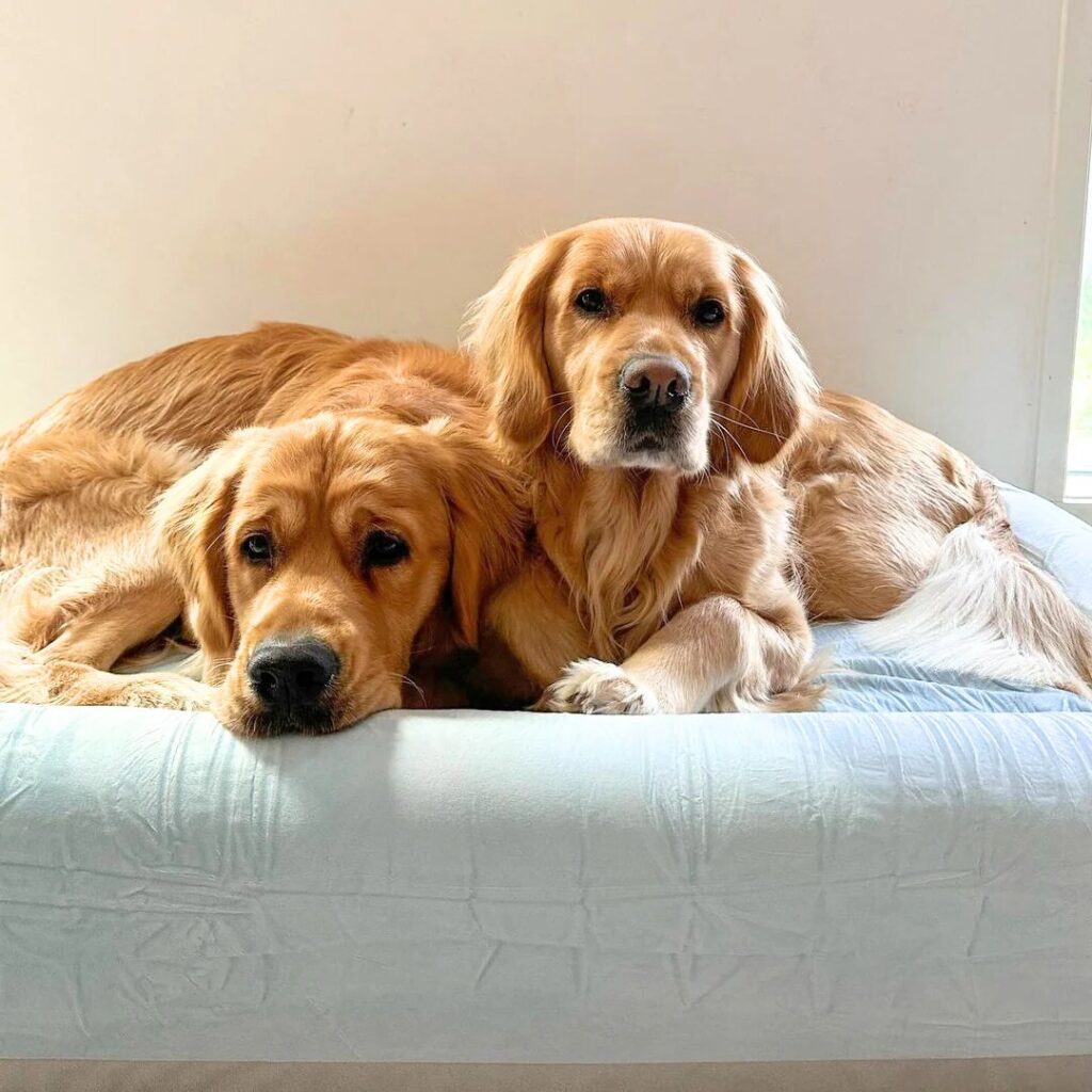 why did my dog pee on my bed (1)(1)
