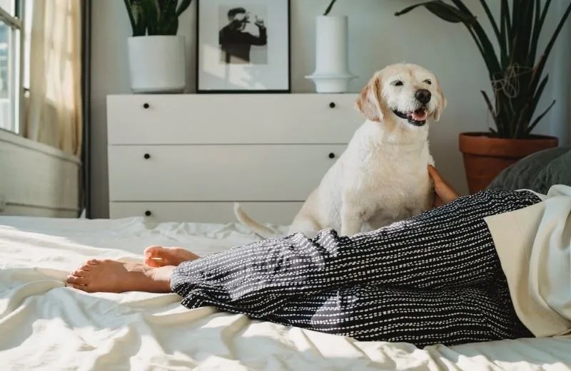why did my dog pee on my bed (2)
