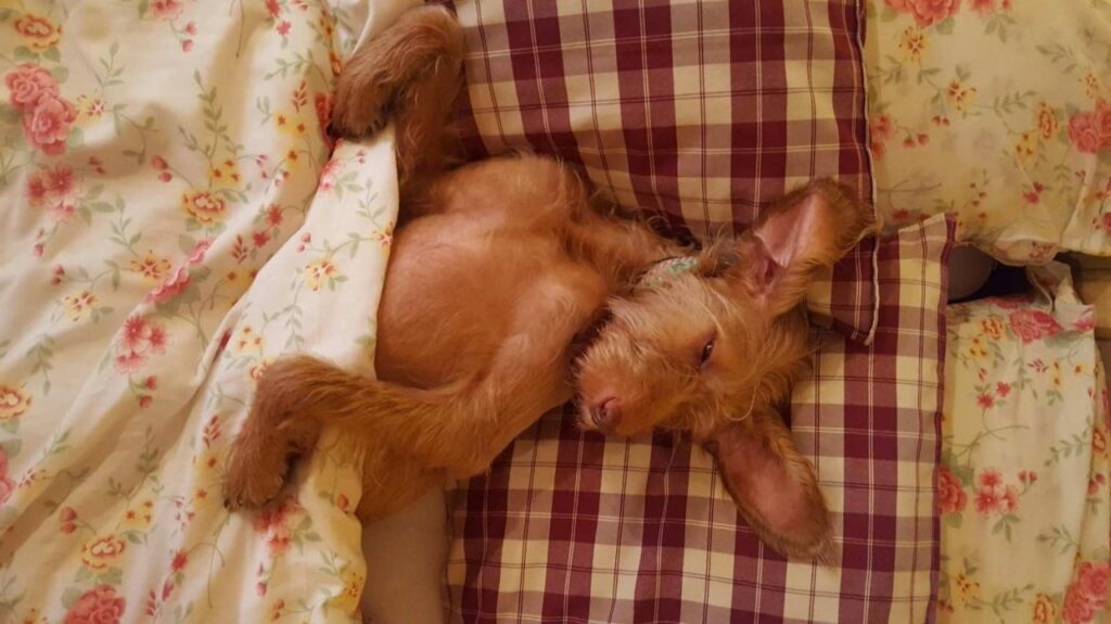 why did my dog pee on my bed (3)