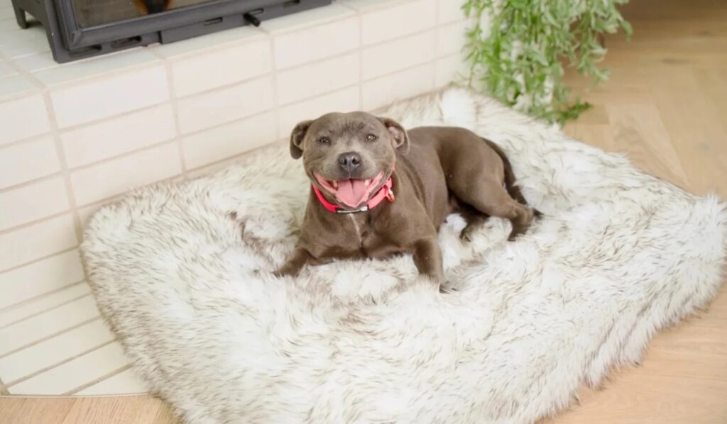 why did my dog pee on my bed (4)