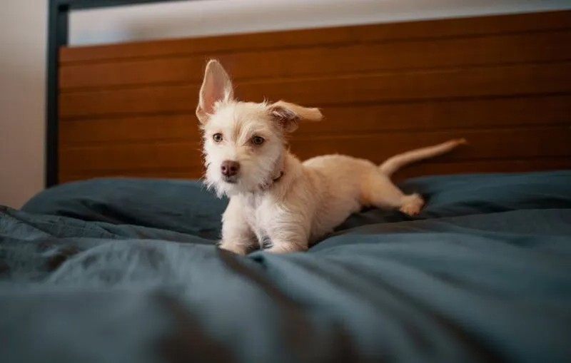 why did my dog pee on my bed (7)