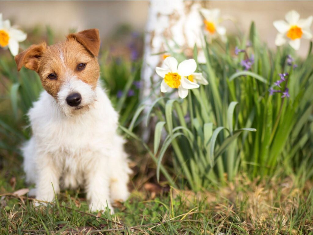 How Do You Keep Dogs Out of Flower Beds