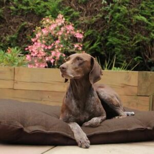 lit pour chien résistant aux mâchonnements