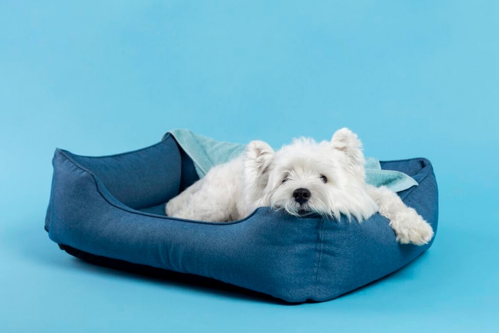 do dogs need beds do dogs need beds