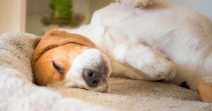 warum schläft mein Hund auf meiner Kleidung