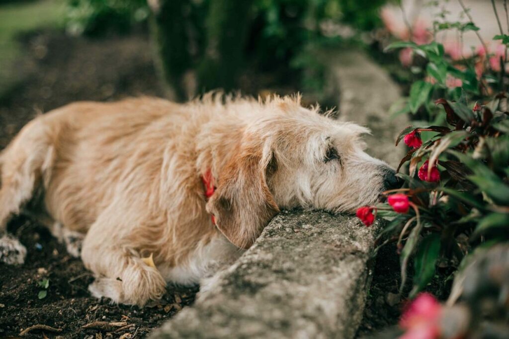 How Do You Keep Dogs Out of Flower Beds