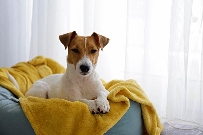 do dogs need a dog bed do dogs need a dog bed