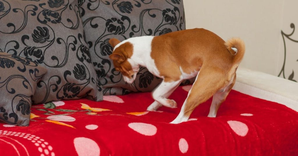 Почему собаки царапают свою кровать Почему собаки царапают свою кровать