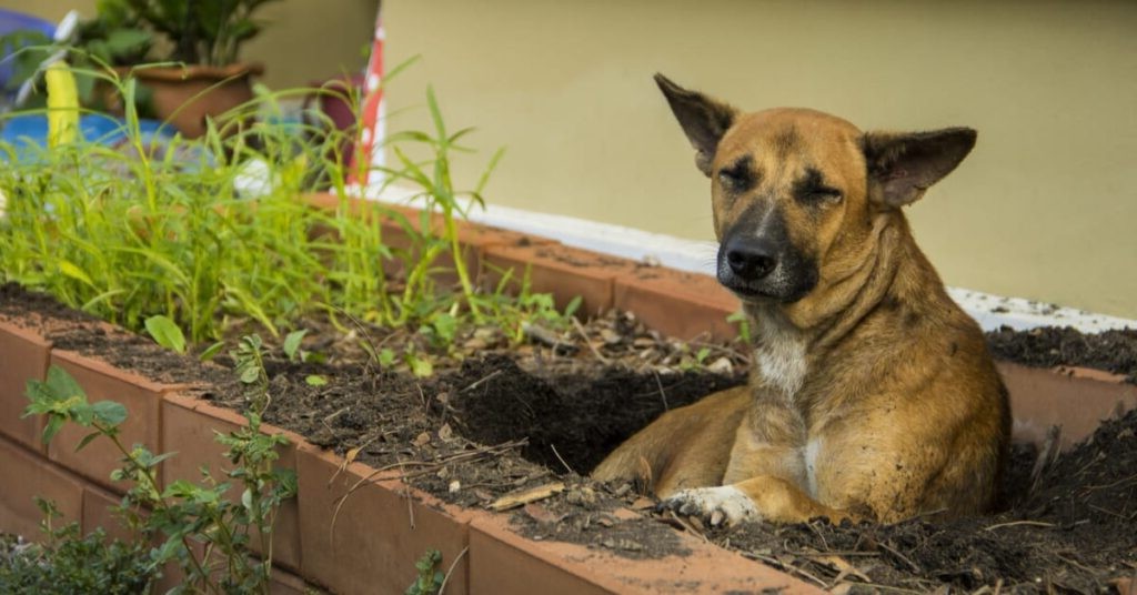 How Do You Keep Dogs Out of Flower Beds