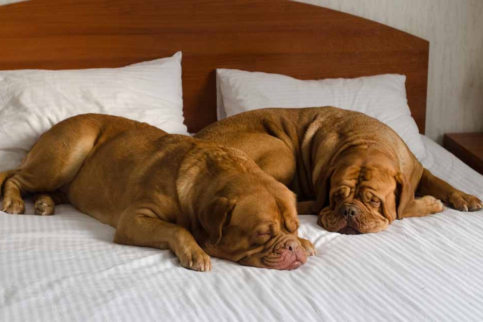 how to keep dog hair off bed how to keep dog hair off bed