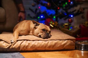 os cães precisam de camas para cães