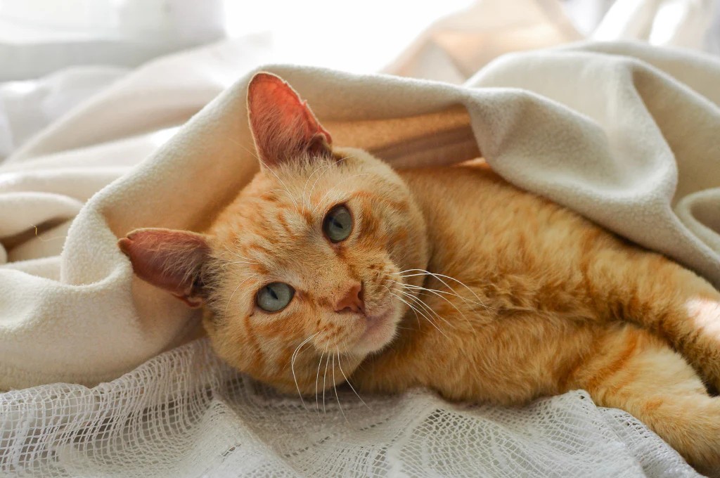 Waarom slaapt mijn hond graag op mijn kleren?