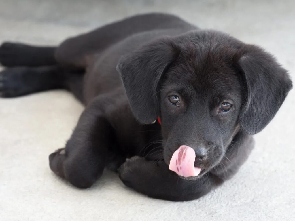 Hvorfor slikker min hund på sin seng? Hvorfor slikker min hund på sin seng?