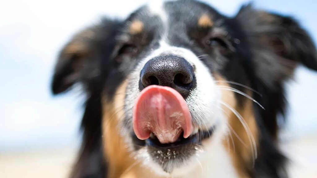 why do dogs lick their beds why do dogs lick their beds