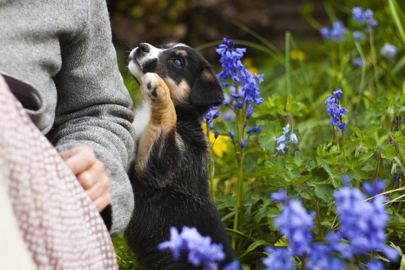 How Do You Keep Dogs Out of Flower Beds