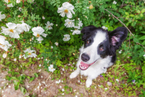 How Do You Keep Dogs Out of Flower Beds