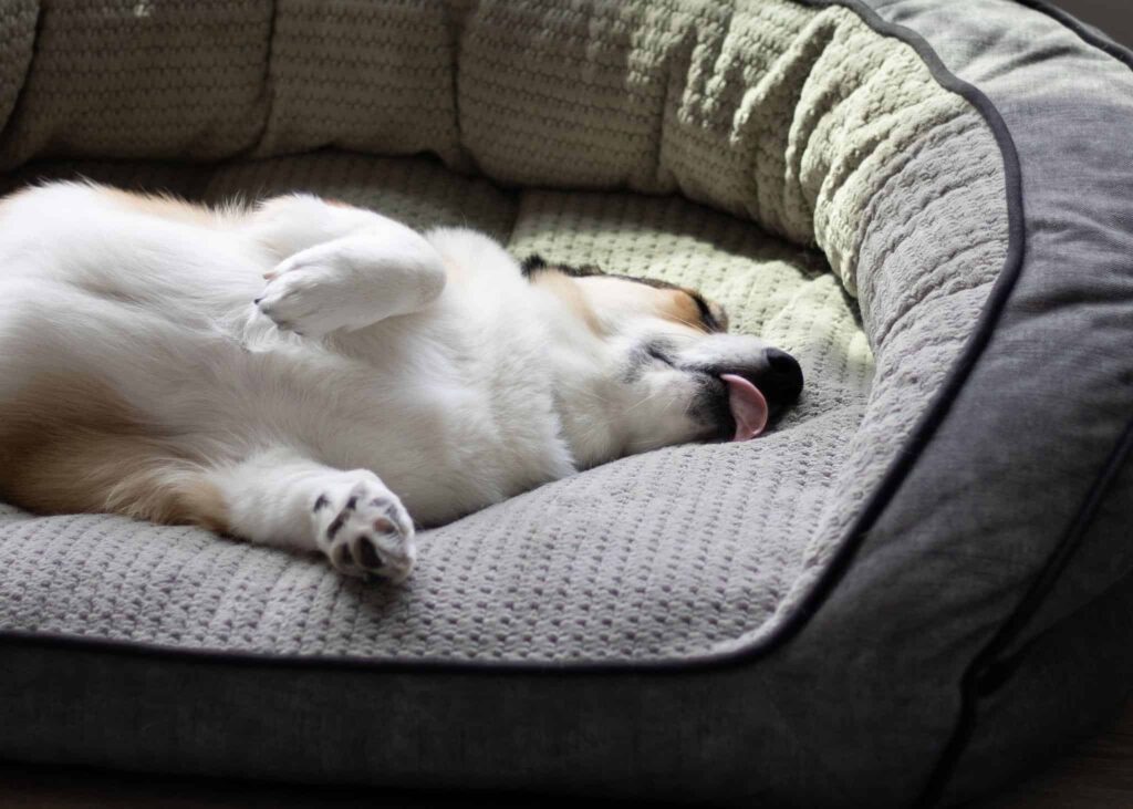 why does my dog rub against the couch​