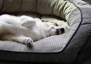 Por que meu cachorro se esfrega no sofá?