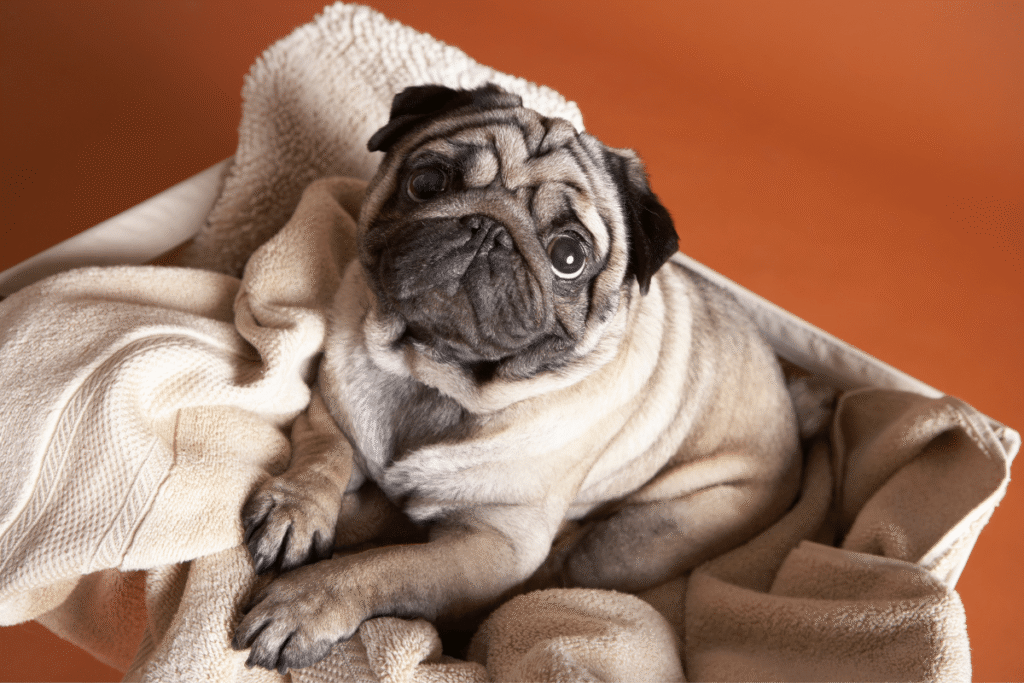 hondenhaar op kleding verwijderen